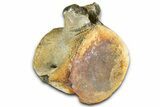 Fossil Whale Caudal Vertebra - Yorktown Formation #362068-3